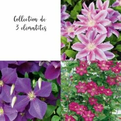 Collection De 3 Clématites Ou Clematis X Assorties