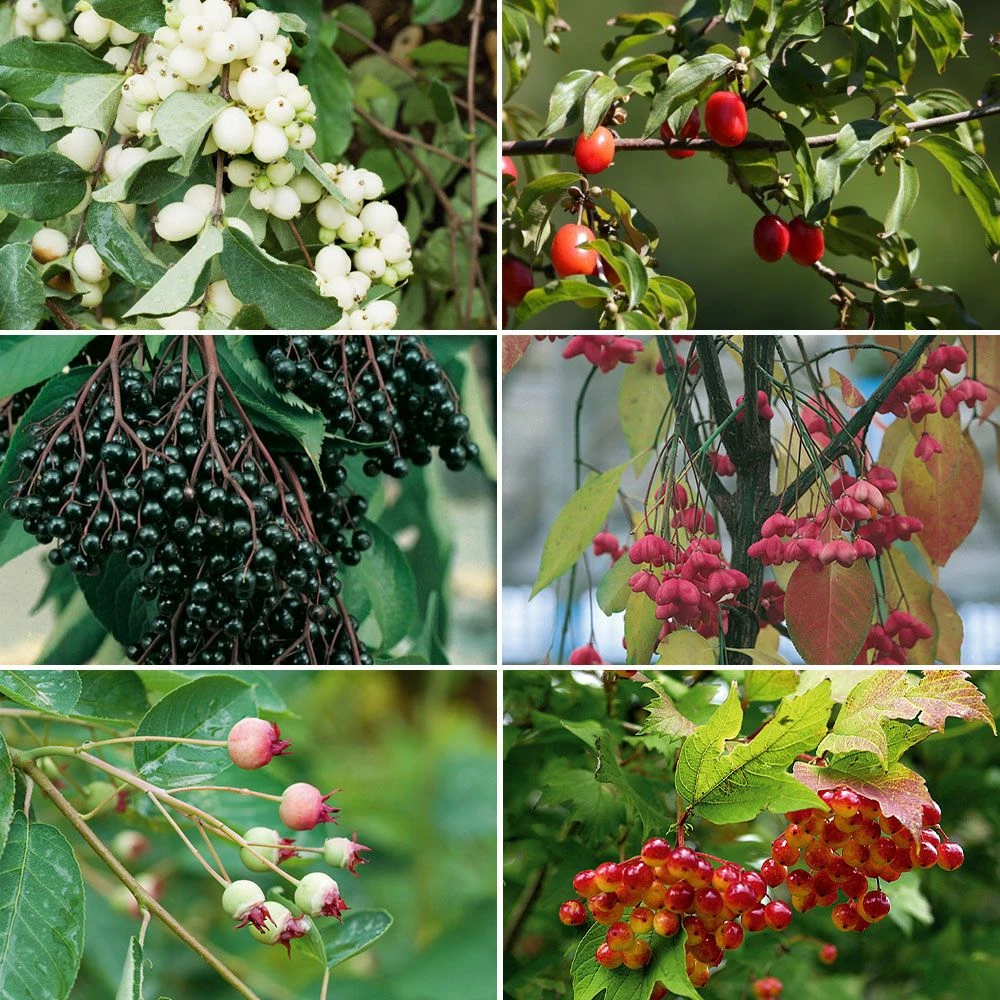 Colis Haie Oiseaux 3 Colis Haie Oiseaux