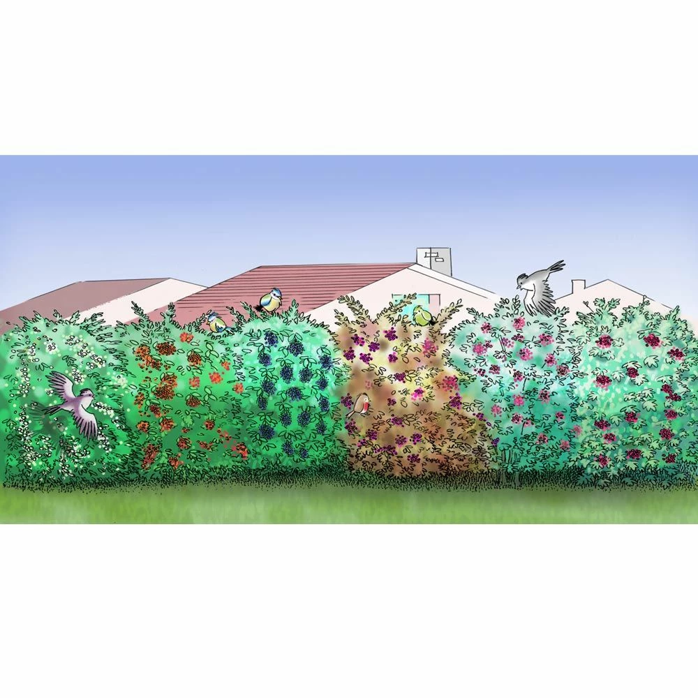 Colis Haie Oiseaux 4 Colis Haie Oiseaux - Image 2