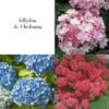 Collection De 3 Hortensias Ou Hydrangea Macrophylla Assortis -Garden Supplies Sales Shop 8905 collection de 3 horten