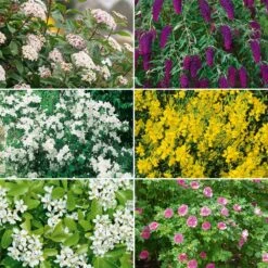 Colis Haie Parfumée