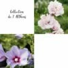 Collection De 2 Althéas Ou Hibiscus Syriacus 1 Collection De 2 Althéas Ou Hibiscus Syriacus -Garden Supplies Sales Shop 8908 collection de 2 altheas
