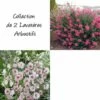 Collection De 2 Lavatères Arbustives -Garden Supplies Sales Shop 8912 collection de 3 lavat res arbustifs 1