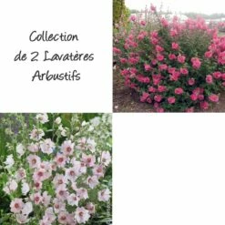 Collection De 2 Lavatères Arbustives