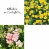 Collection De 2 Potentilles Arbustives -Garden Supplies Sales Shop 8914 collection de 2 potentilles
