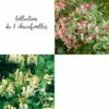 Collection De 2 Chèvrefeuilles -Garden Supplies Sales Shop 8915 collection de 2 ch vrefeuilles