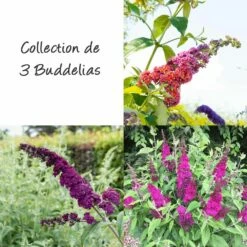 Collection De 3 Buddleias, Arbres Aux Papillons Ou Buddleja Davidii