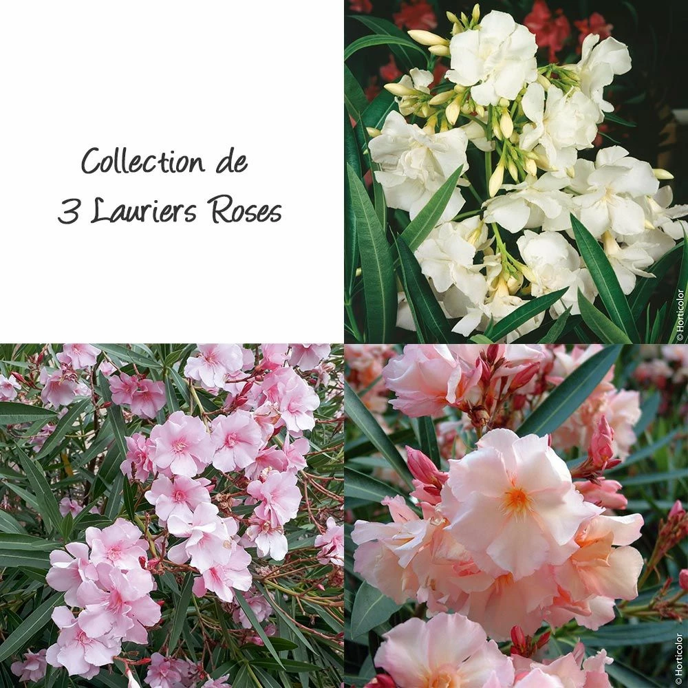 Collection 3 Lauriers-roses à Fleurs Doubles 3 Collection 3 Lauriers-roses à Fleurs Doubles