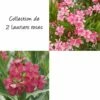 Collection 3 Lauriers-roses à Fleurs Simple -Garden Supplies Sales Shop 8921