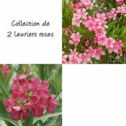Collection 3 Lauriers-roses à Fleurs Simple