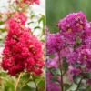 Collection De 2 Lagerstroemia Ou Lilas Des Indes -Garden Supplies Sales Shop 8922 collection de 2 lagerstroemias