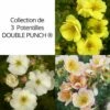 Collection De 3 Potentilles DOUBLE PUNCH ® 1 Collection De 3 Potentilles DOUBLE PUNCH ® -Garden Supplies Sales Shop 8931 collection de 3 potentilles doubel punch