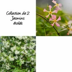 Collection De 2 Jasmins étoilés