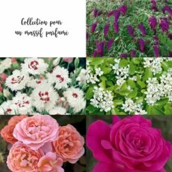 Collection Pour Un Massif Parfumé