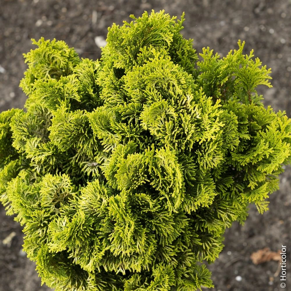 Faux Cyprès Hinoki Du Japon Doré Ou Chamaecyparis Obtusa ‘Aurora’