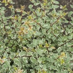 Garden Supplies Sales Shop -Garden Supplies Sales Shop a004a ab lia panach ou abelia grandiflora sparkling silver t1000