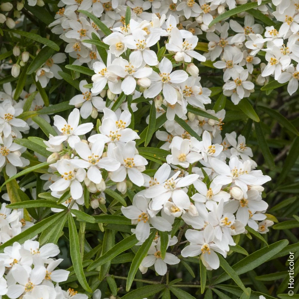 Oranger Du Mexique, Choisya Ternata ‘Aztec Pearl’ 4 Oranger Du Mexique, Choisya Ternata ‘Aztec Pearl’ - Image 2