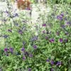 Sauge Arbustive Ou Salvia Jamensis VIOLETTE DE LOIRE ® ‘Barsal’