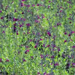 Sauge Arbustive Ou Salvia Jamensis VIOLETTE DE LOIRE ® ‘Barsal’ -Garden Supplies Sales Shop a010b sauge arbustive ou salvia jamensis violette de loire barsal travers t1000