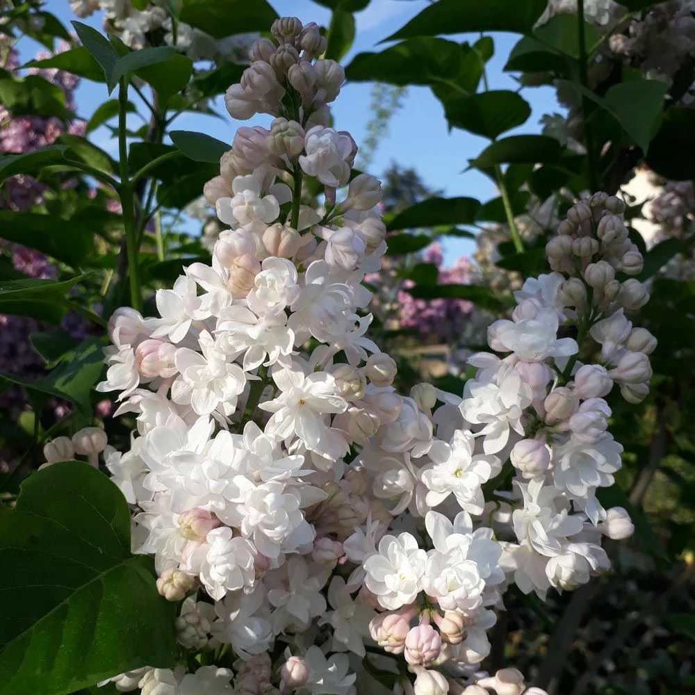 Lilas Commun Double Belle De Moscou 3 Lilas Commun Double Belle De Moscou