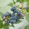 Myrtillier Ou Vaccinium Corymbosum ‘Blue Pearl’