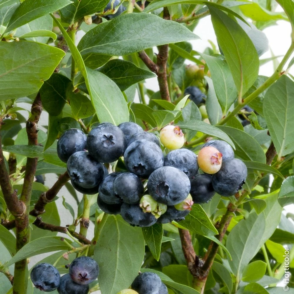 Myrtillier Ou Vaccinium Corymbosum ‘Patriot’ 3 Myrtillier Ou Vaccinium Corymbosum ‘Patriot’