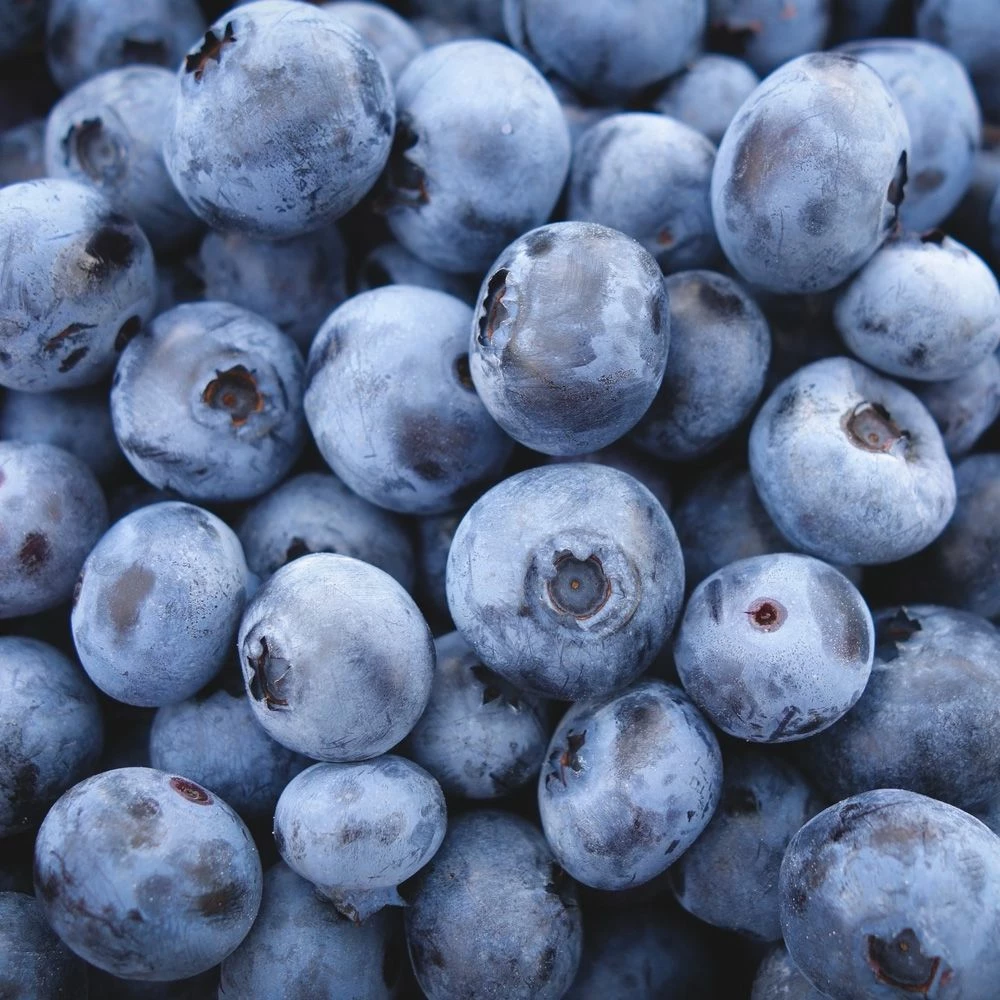 Myrtillier Ou Vaccinium Corymbosum ‘Patriot’ 4 Myrtillier Ou Vaccinium Corymbosum ‘Patriot’ - Image 2