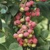 Myrtillier Ou Vaccinium Corymbosum PINK LEMONADE ® -Garden Supplies Sales Shop a015 myrtillier ou vaccinium corymbosum pink lemonade ho t1000
