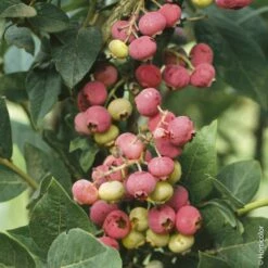 Myrtillier Ou Vaccinium Corymbosum PINK LEMONADE ®