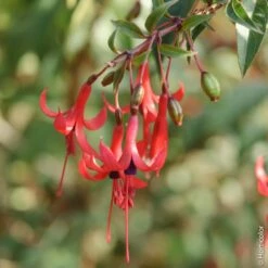 Fuchsia Royal Ou Fuchsia Regia ‘Reitzii’ -Garden Supplies Sales Shop a017 fuchsia royal ou fuchsia regia reitzii ho t1000 1