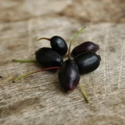Fuchsia Royal Ou Fuchsia Regia ‘Reitzii’ -Garden Supplies Sales Shop a017b fuchsia royal ou fuchsia regia reitzii travers t1000 1