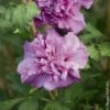 Althéa Ou Hibiscus Syriacus FRENCH CABARET ® Purple ‘Mindouv5’ -Garden Supplies Sales Shop a019 alth a ou hibiscus syriacus french cabaret purple mindouv5 ho t1000