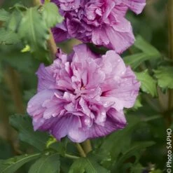 Althéa Ou Hibiscus Syriacus FRENCH CABARET ® Purple ‘Mindouv5’