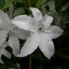 Clématite Ou Clematis X BEAUTIFUL BRIDE ® -Garden Supplies Sales Shop a020 clematis beautiful bride 3 carr 1 1000x1000 1