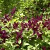 Clématite Ou Clematis Viticella 'Black Prince' -Garden Supplies Sales Shop a021 cl matite black prince carr 1 1000x1000