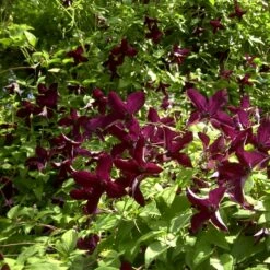 Clématite Ou Clematis Viticella 'Black Prince' -Garden Supplies Sales Shop a021 cl matite black prince carr 2 1000x1000