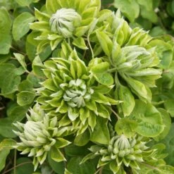 Clématite Ou Clematis X GREEN PASSION ® ‘Zo11050’