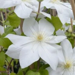 Clématite Ou Clematis X ‘Mme Lecoultre’