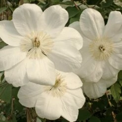 Clématite Ou Clematis X ‘Mme Lecoultre’ -Garden Supplies Sales Shop a026 clematis madame lecoul 1000x1000