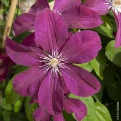 Clématite Ou Clematis X ‘Rouge Cardinal’ -Garden Supplies Sales Shop a029 cl matite rouge cardinal horticolor sdu080470