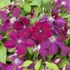 Clématite Ou Clematis X ‘Rouge Cardinal’