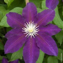 Clématite Ou Clematis X ‘The Vagabond’ -Garden Supplies Sales Shop a030 clematite the vagabond horticolor sdu080333