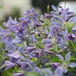 Clématite Ou Clematis Integrifolia BLUE RIVER ® ‘Zoblueriver’
