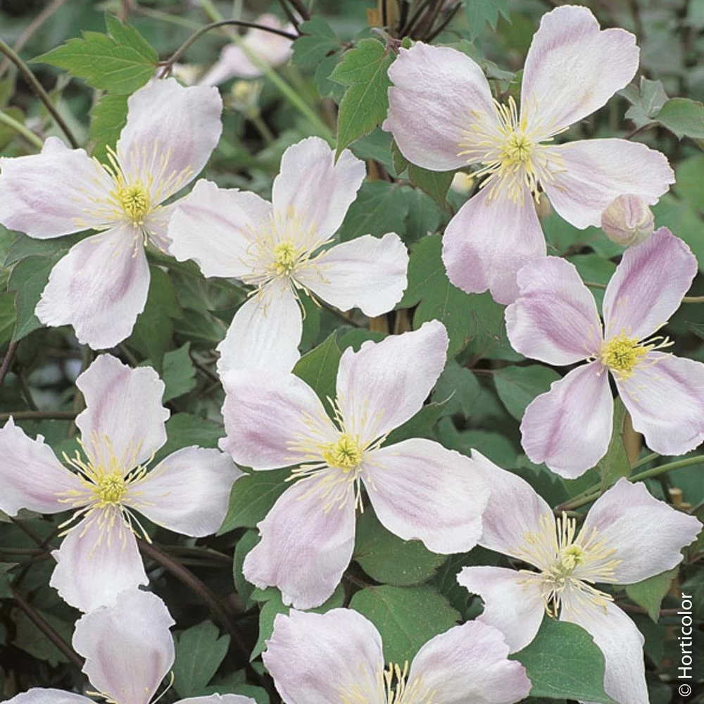 Clématite Des Montagnes Ou Clematis Montana GIANT STAR ® ‘Gistar’ - Image 2