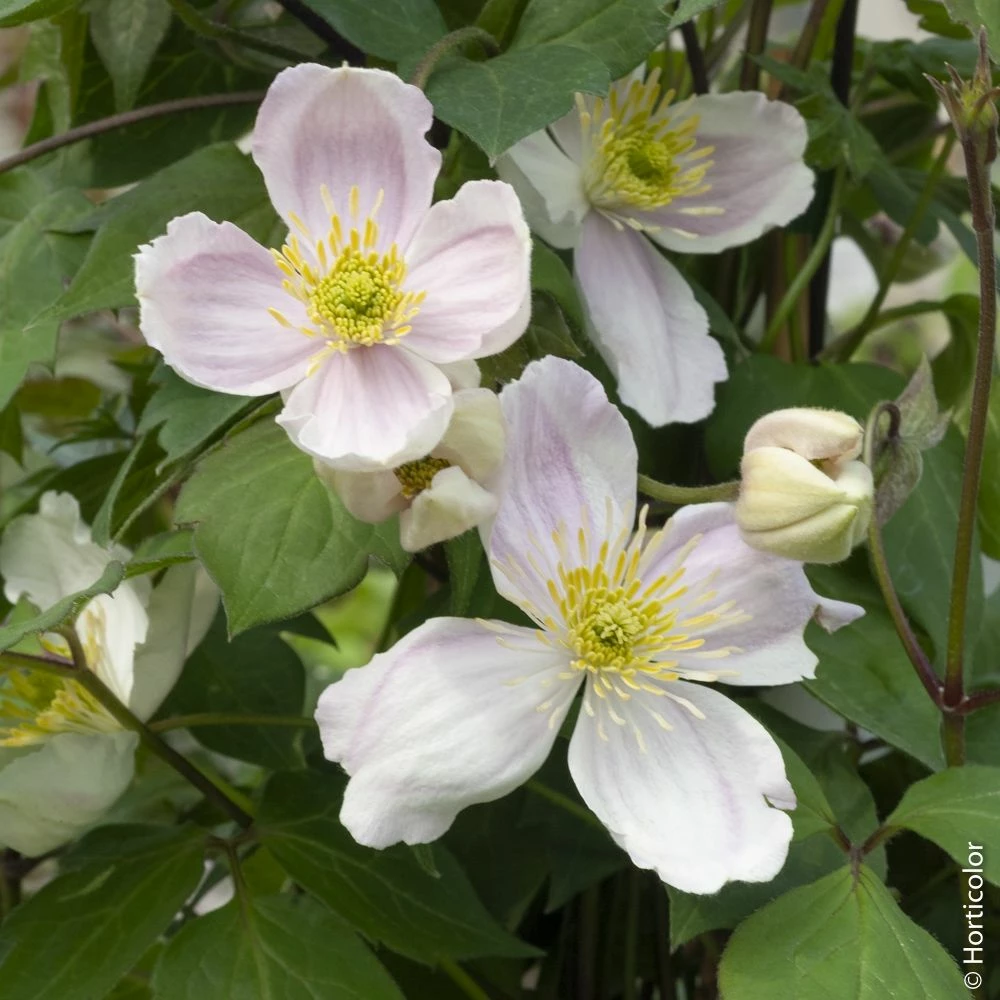 Clématite Des Montagnes Ou Clematis Montana GIANT STAR ® ‘Gistar’