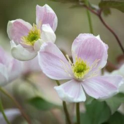 Clématite Des Montagnes Ou Clematis Montana GIANT STAR ® ‘Gistar’ -Garden Supplies Sales Shop a034 clematite cl matite montana giant star 1000x1000 1
