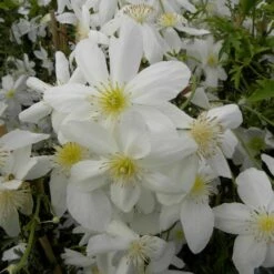 Clématite Ou Clematis X Cartmanii AVALANCHE ® ‘Blavaal’ -Garden Supplies Sales Shop a035 clematis cl matite avalanche blaaval 27 1000x1000