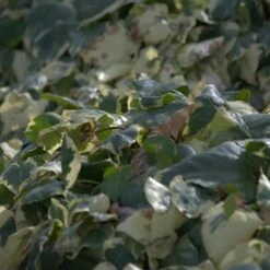 Lierre D'Alger Panaché Ou Hedera Algeriensis 'Gloire De Marengo' -Garden Supplies Sales Shop a036 a037 lierre gloire de 1000x1000