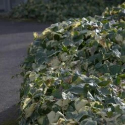 Lierre D'Alger Panaché Ou Hedera Algeriensis 'Gloire De Marengo' -Garden Supplies Sales Shop a036 a037 lierre hedera glo 1000x1000