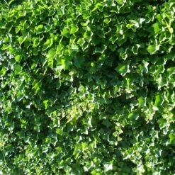 Lierre D'Irlande Ou Hedera Helix 'Hibernica' -Garden Supplies Sales Shop a038 a039 lierre hedera hib 1000x1000